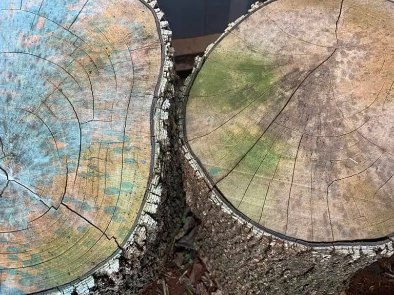 Can You Build With Green Wood? What You Must Know