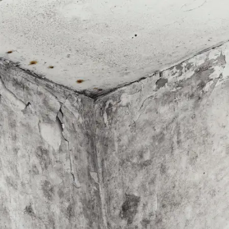 How To Protect Wood From Mold – 10 Expert Tips