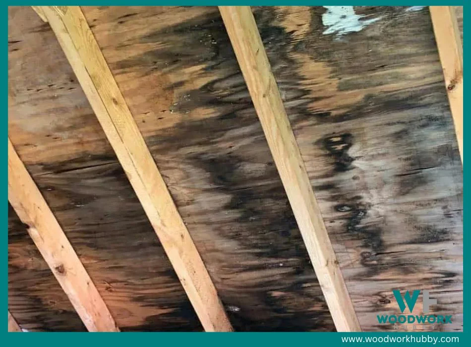 expert tips to protect wood from mold