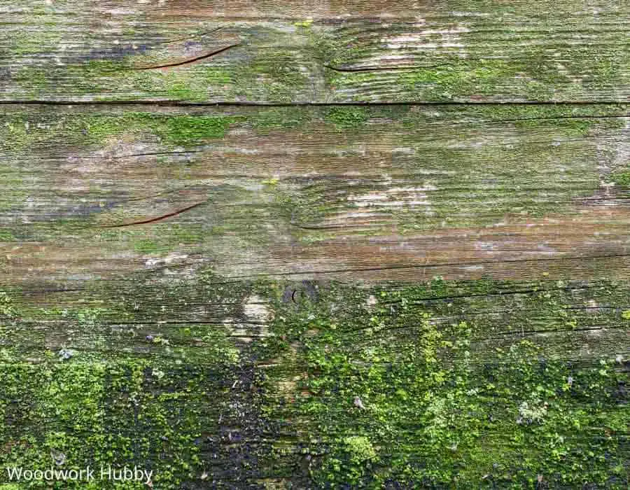 How To Protect Wood From Mold - 10 Expert Tips 4 How to protect wood from mold