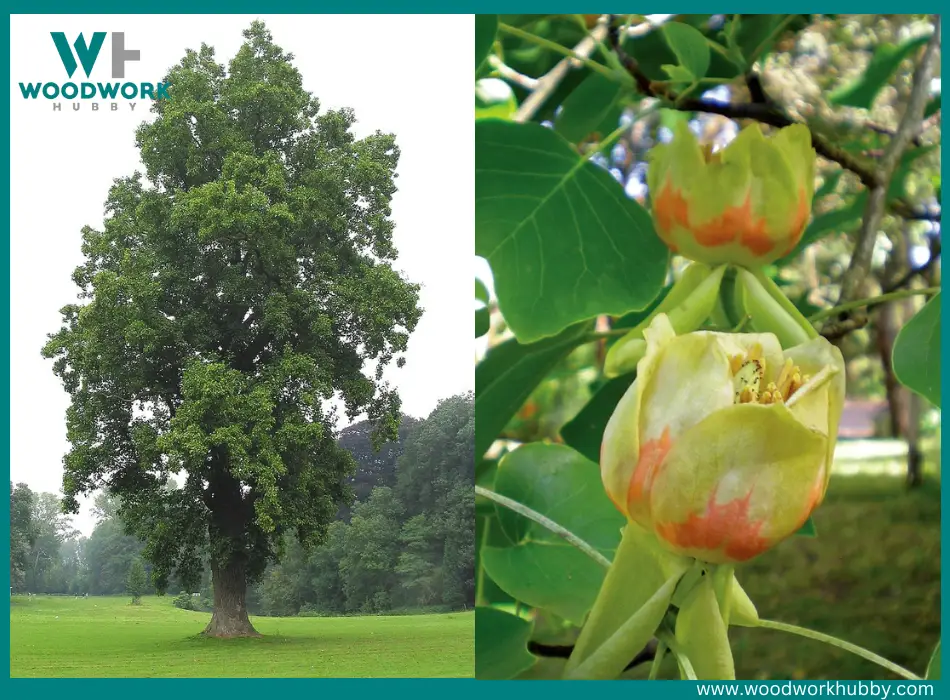 Tulip Tree where Whitewood comes from