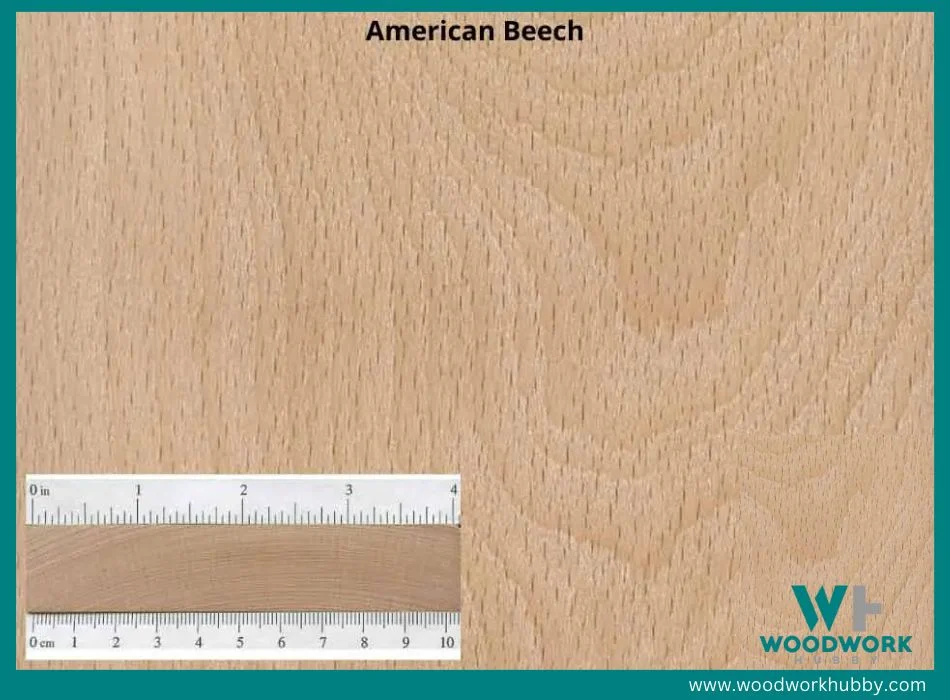 american beech