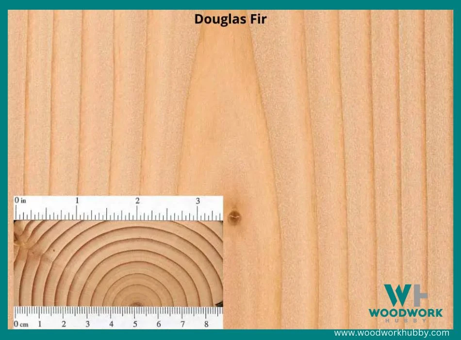 douglas fir