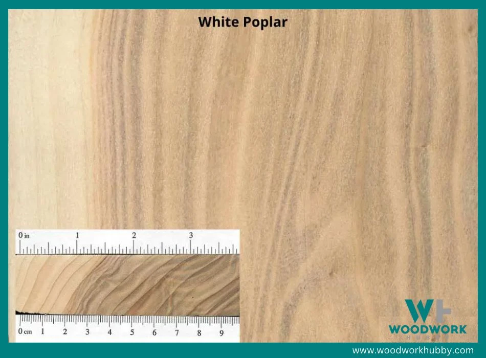 white poplar