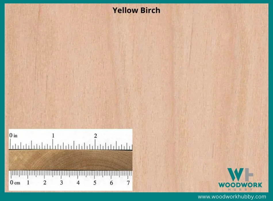 yellow birch