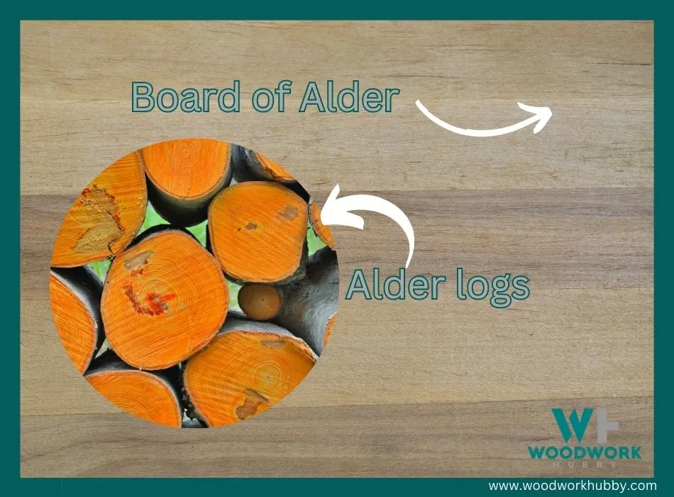 Alder wood
