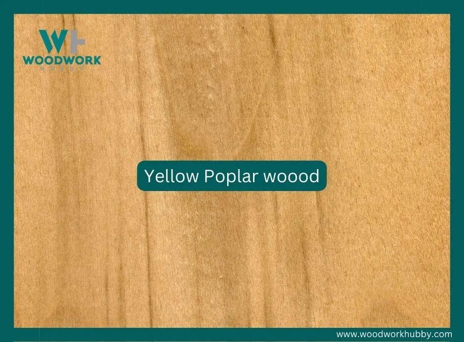 yellow poplar wood