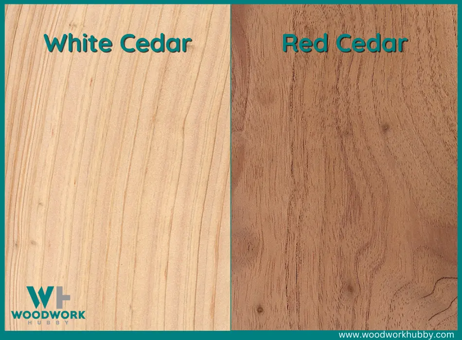 White Cedar and Red Cedar
