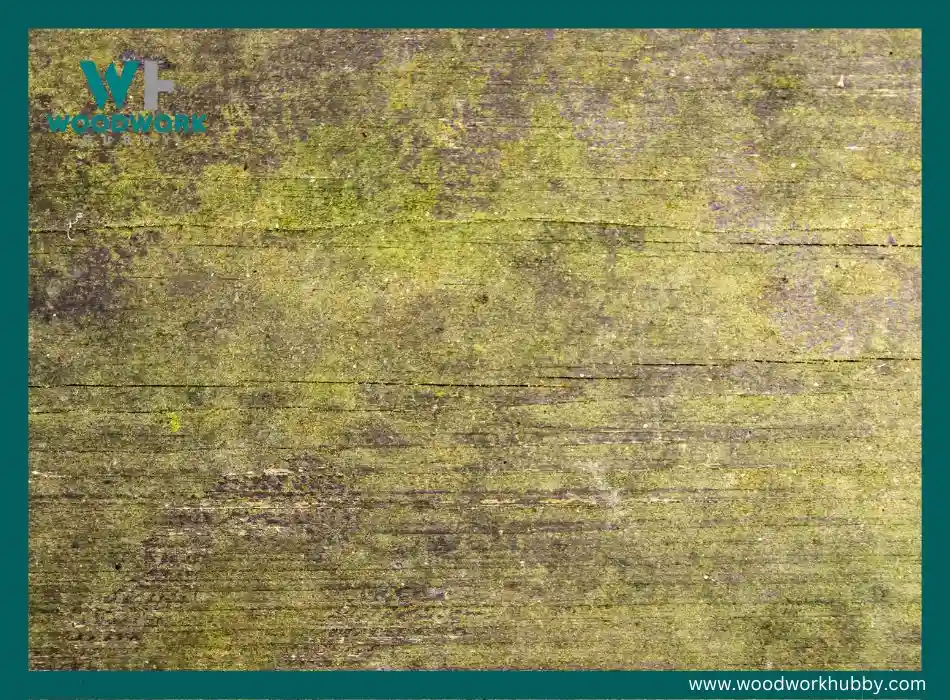 green algae on pressure treated wood